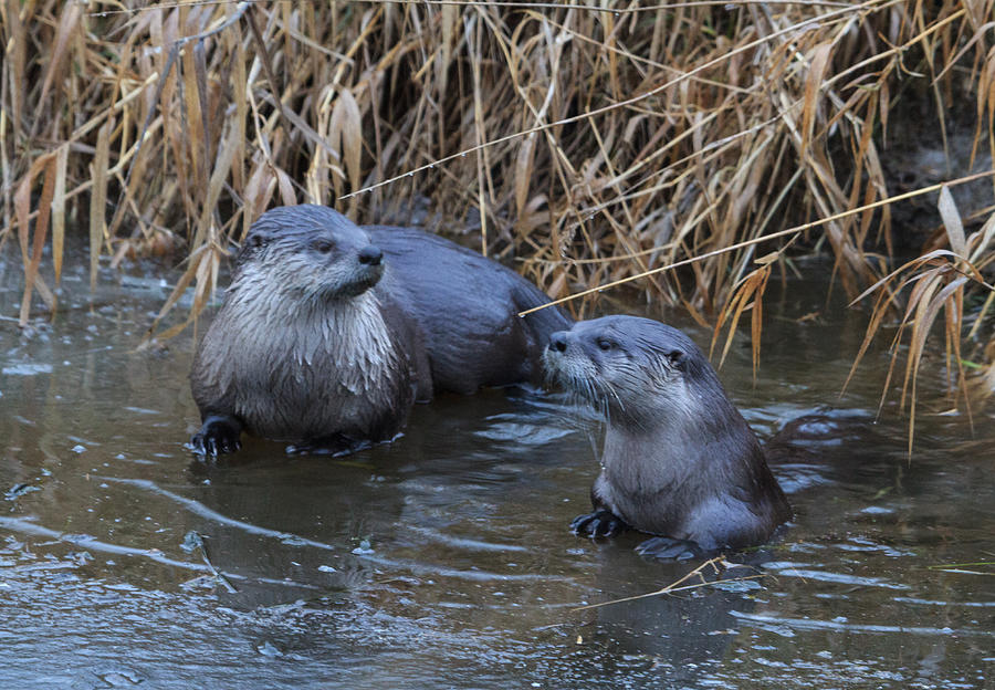 River Otters Photograph by Angie Vogel