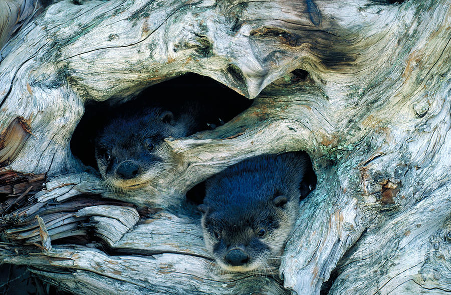 Mammal Photograph - River Otters by Art Wolfe