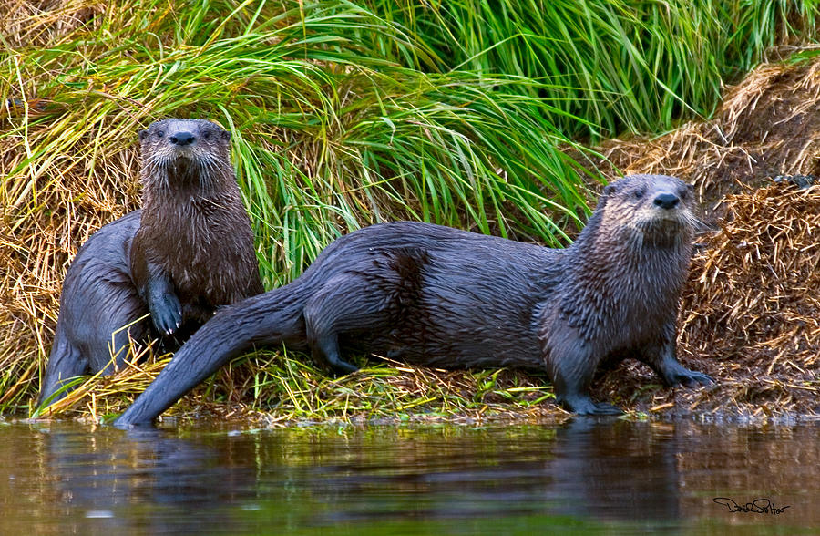 River Otters Photograph by David Salter