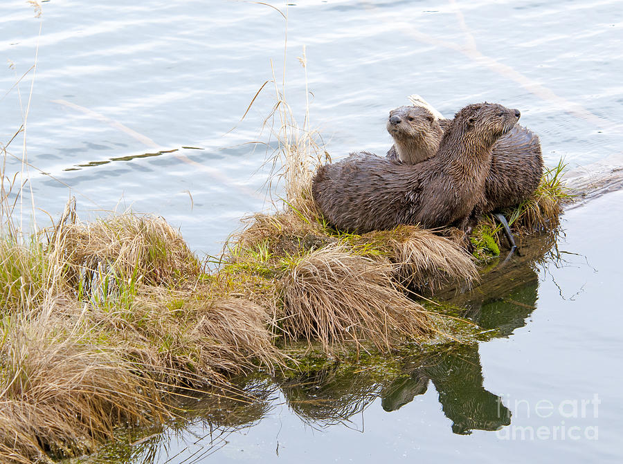 River Otters Photograph by Gary Beeler