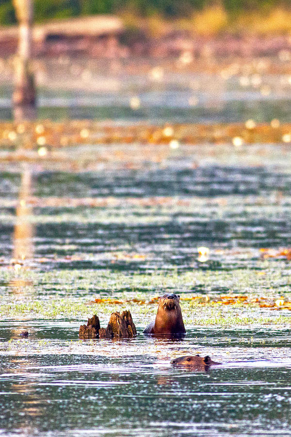 River Otters in Autumn Sun Photograph by John Stoj | Fine Art America