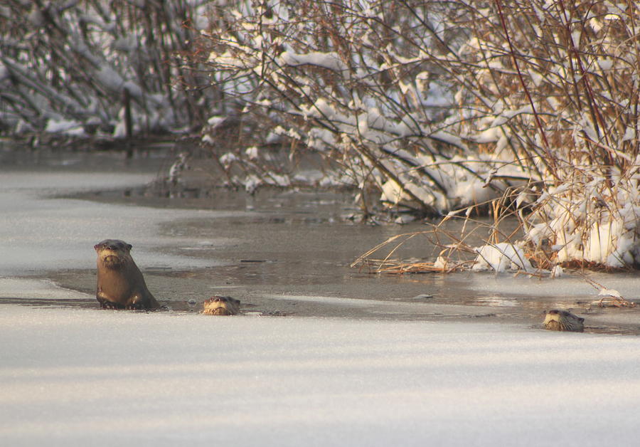 River Otters in Winter Photograph by John Burk