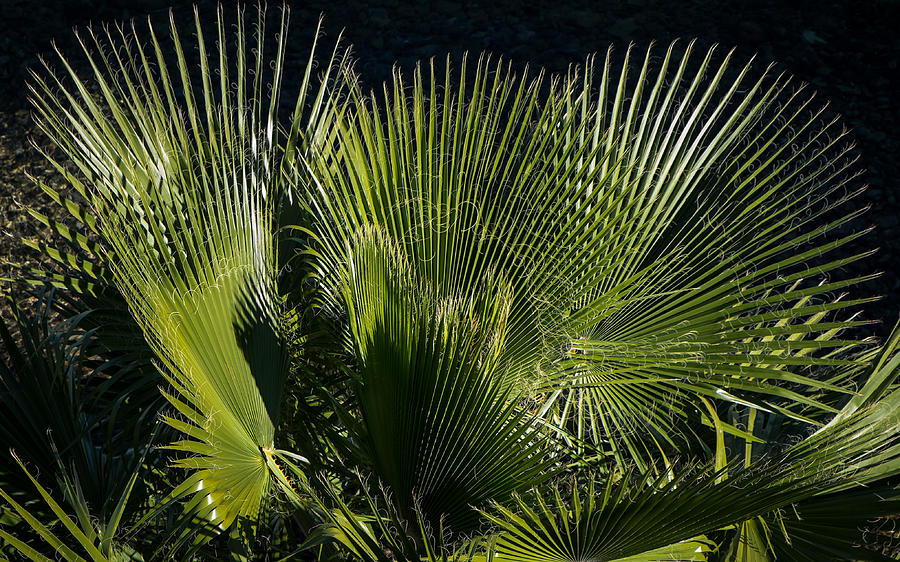 River Palm Photograph by Glenn DiPaola