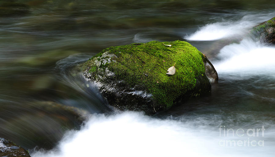 River Rock Photograph by Vivian Christopher