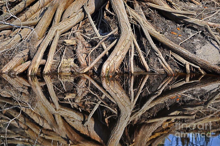 River Roots Photograph