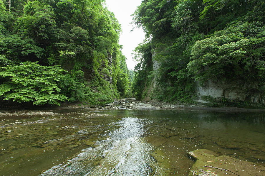 River Running Through Lush Green Gorge Photograph by Ippei Naoi