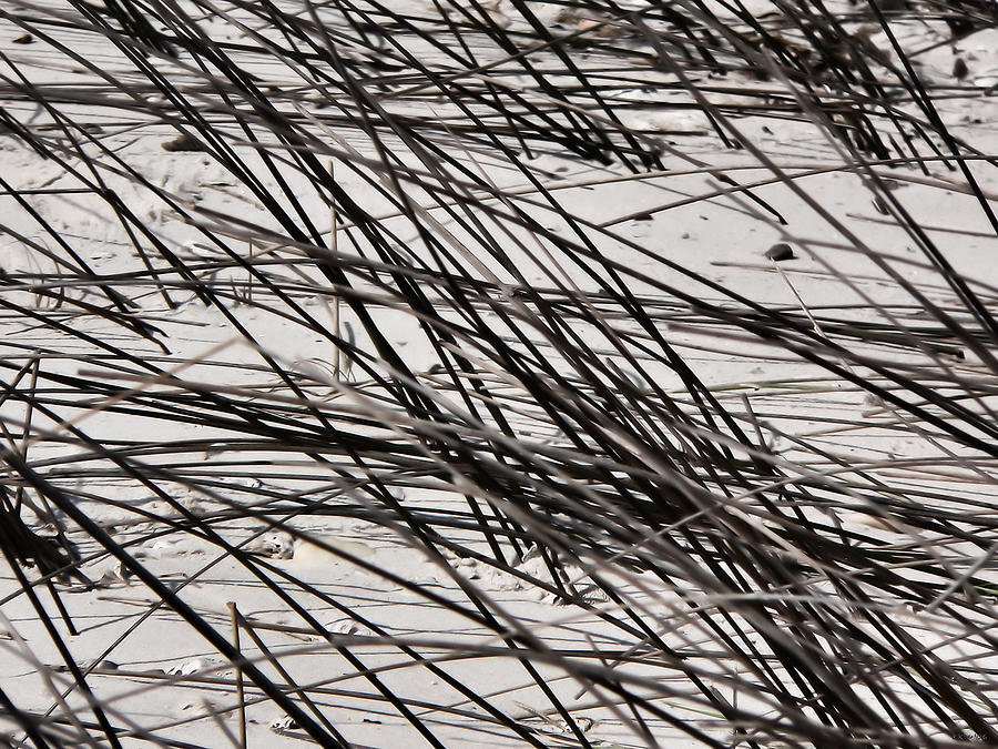 River Sand Grass Texture Photograph by Kathy K McClellan