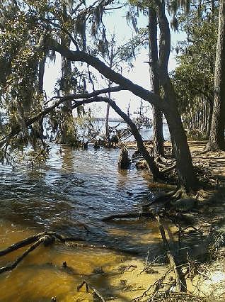 Tree Photograph - River shore bank by Eric Humphries