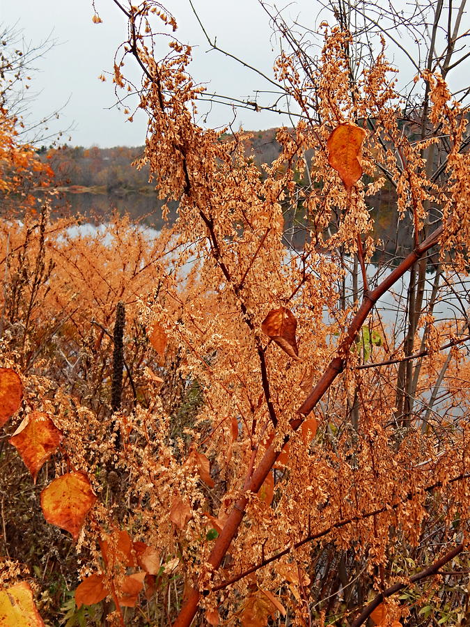 River side Foliage Autumn Photograph by Priscilla Batzell Expressionist Art Studio Gallery