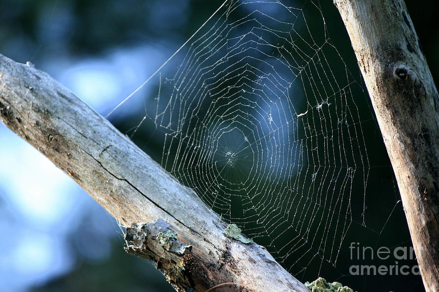 Nature Photograph - River Spider Web   by Neal Eslinger