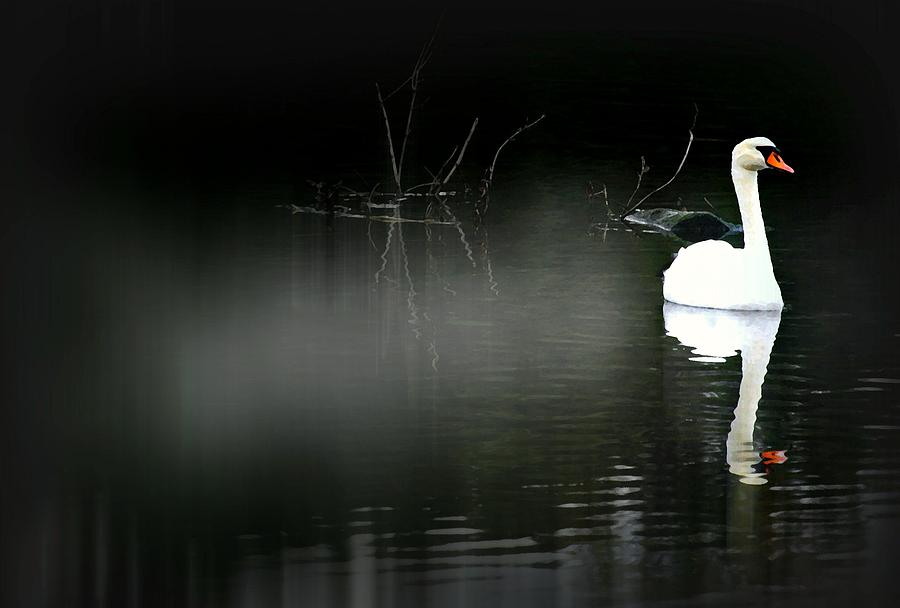 River Swan Photograph by Diana Angstadt