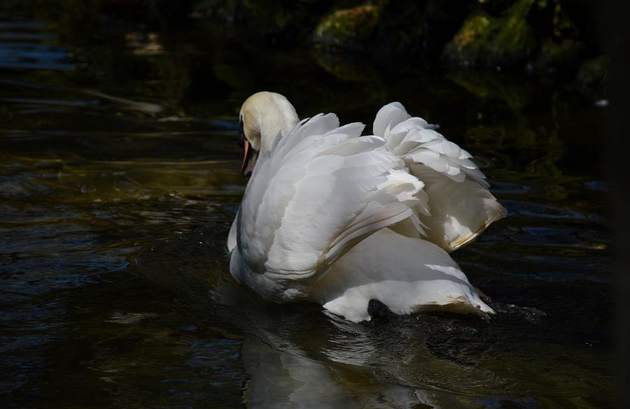 River Swan Photograph
