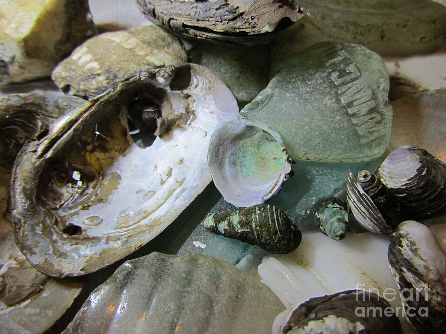 River Treasure - Shells - Glass Photograph by Susan Carella