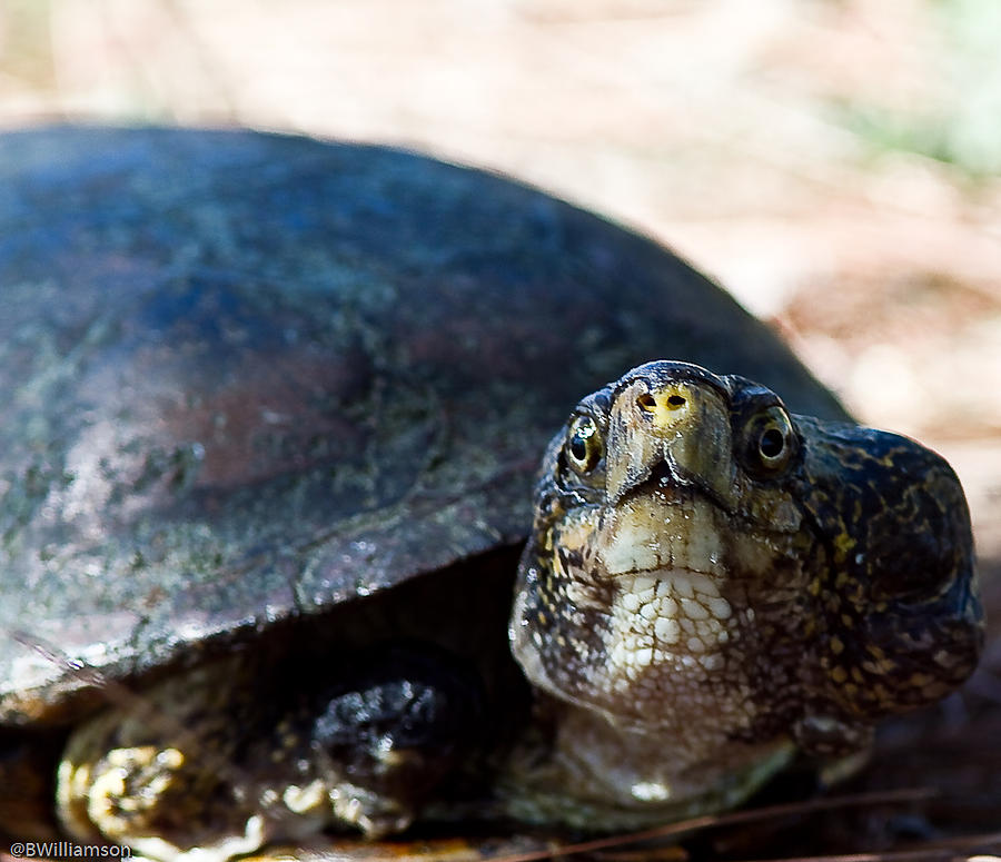 River Turtle Photograph by Brian Williamson - Fine Art America