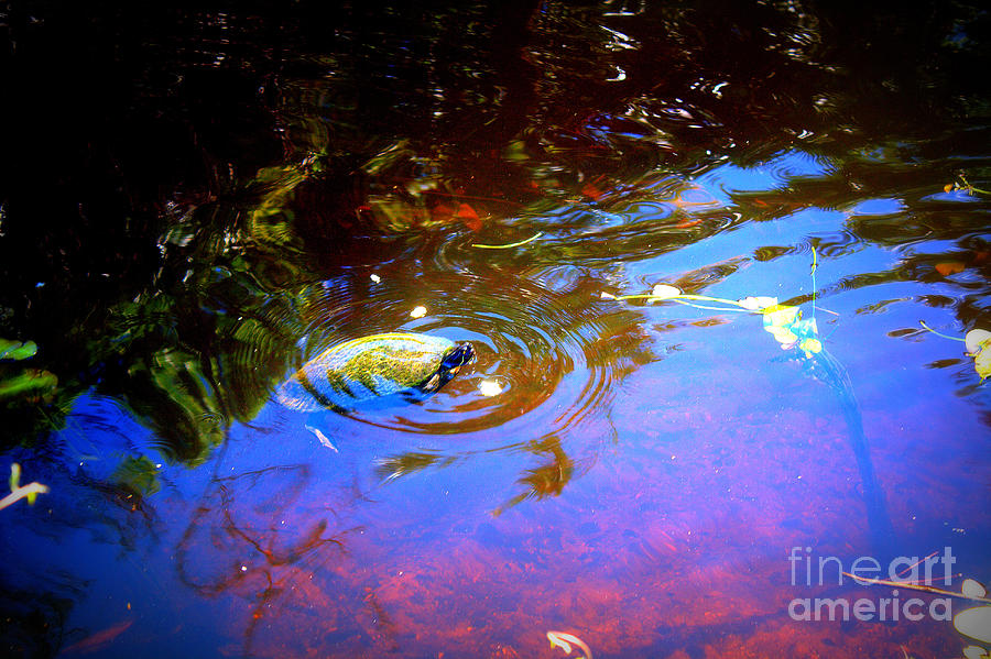Turtle Photograph - River Turtle by Donna Walsh