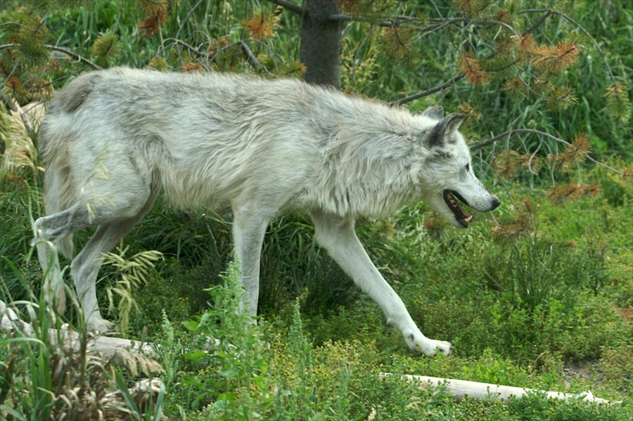 River Valley Wolf Photograph by Bob Bahlmann - Fine Art America