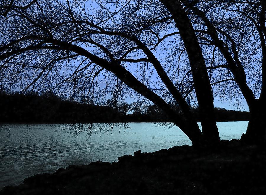 Tree Photograph - River View by Claude Oesterreicher
