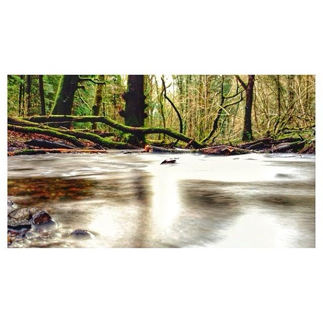 Tree Photograph - #river #water #slowshutter #woods by Ross Mc Laughlin