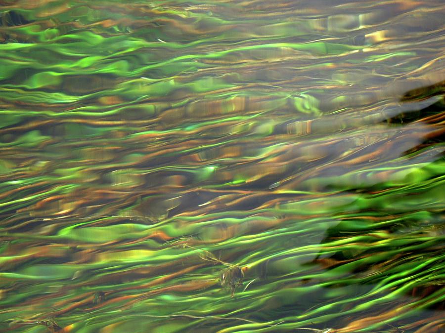 Nature Photograph - River Weeds by Cordelia Molloy/science Photo Library