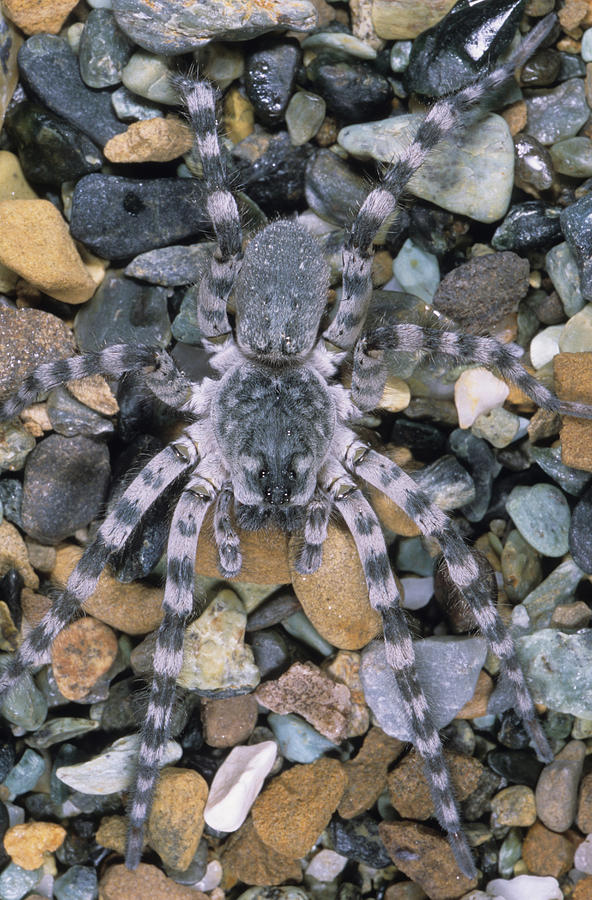 Five Rivers Spider River Wolf Spider Photograph by Francesco Tomasinelli - Pixels