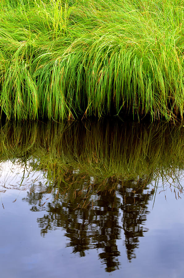 Riverbank Wild Grass Photograph by Steve Somerville