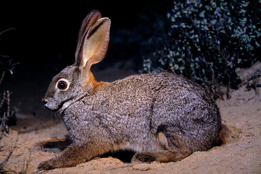 Wildlife Photograph - Riverine Rabbit by Tony Camacho/science Photo Library