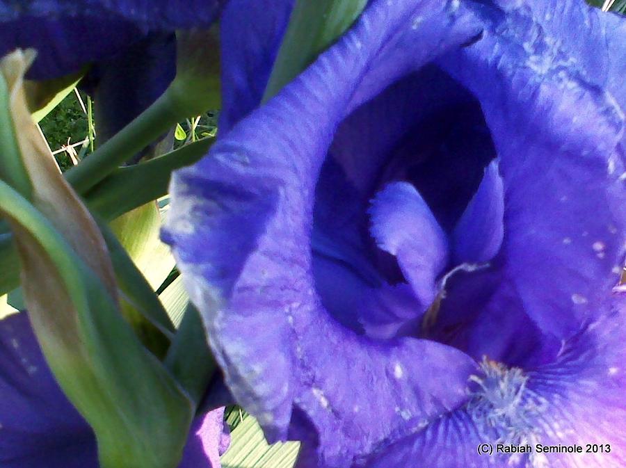 Rivers Purple Iris Photograph by Rabiah Seminole