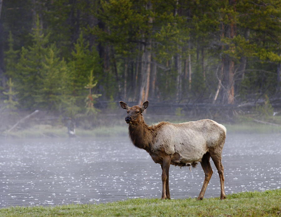 Yellowstone National Park Photograph - Riverside Elk YNP by Bill Keiran