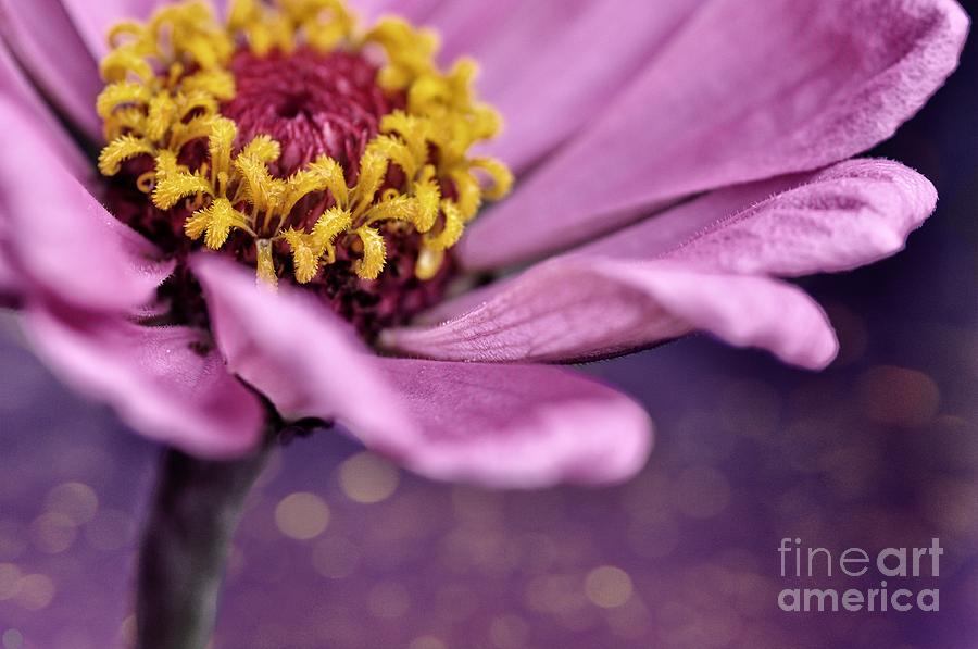 Flowers Still Life Photograph - Riverside Zinnia by Chris Fleming