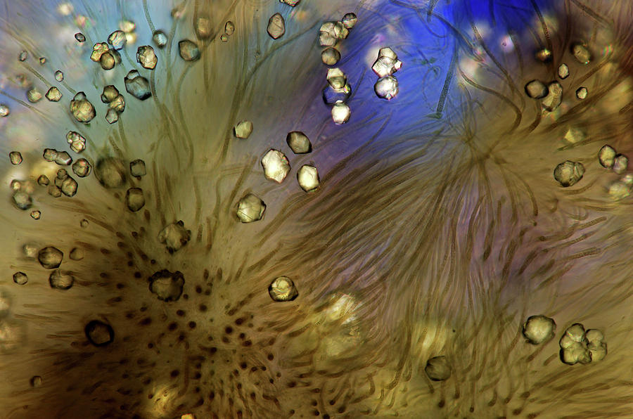 Rivularia Cyanobacteria Photograph by Marek Mis/science Photo Library
