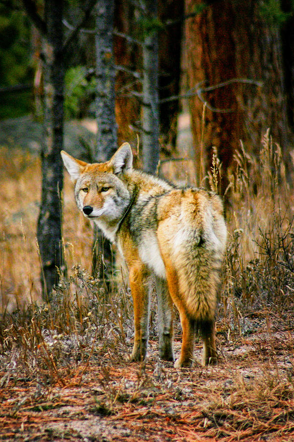 RMNP Coyote  Photograph by Juli Ellen