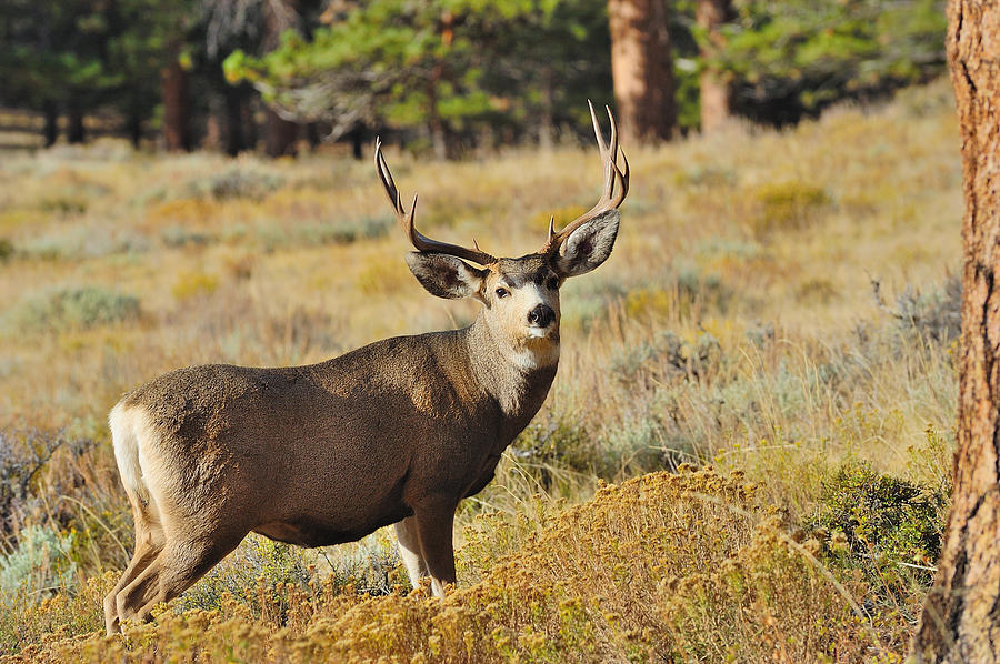 RMNP Mule Deer Photograph by Kirk Siegler - Fine Art America