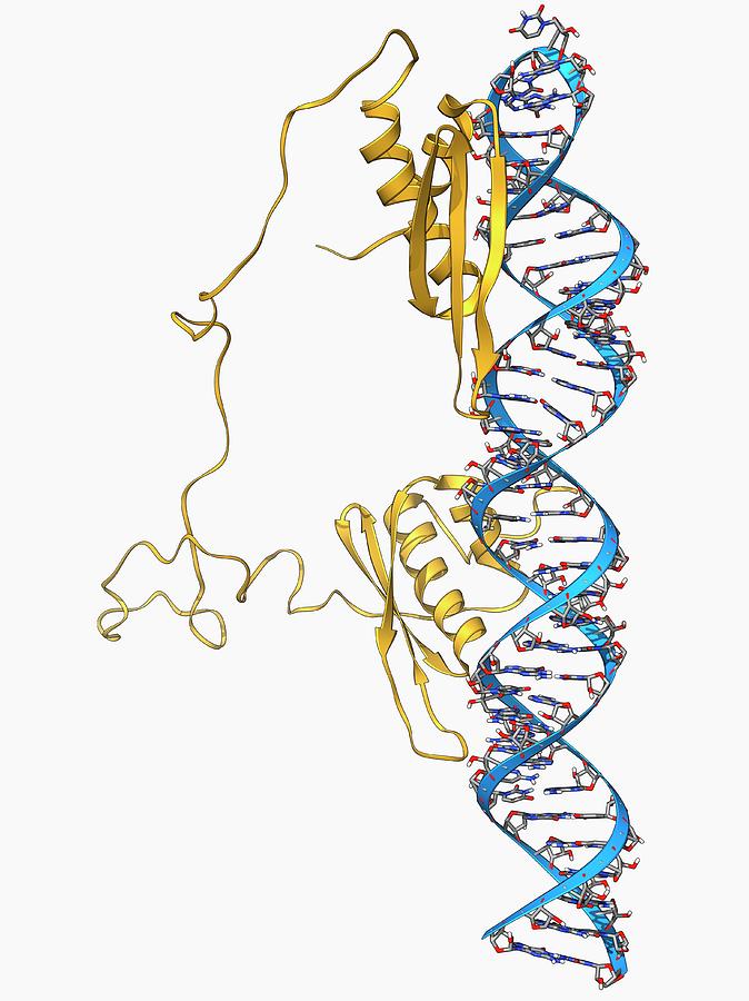 Rna Editing Enzyme Photograph By Laguna Design/science Photo Library ...