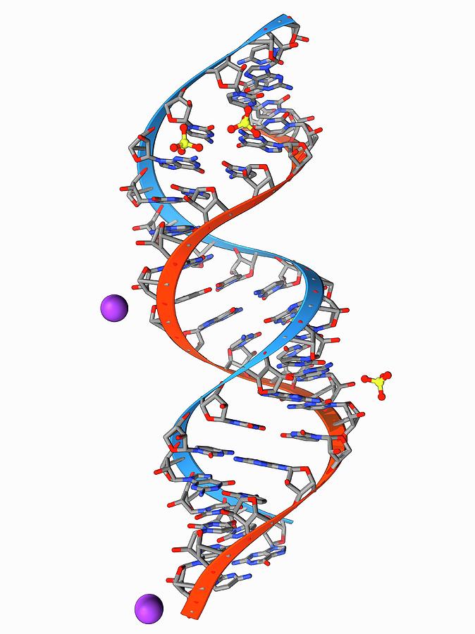 Rna Triplet Repeat Expansion Photograph by Laguna Design/science Photo ...