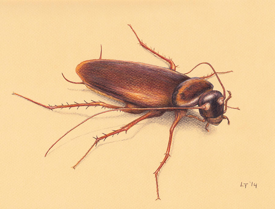 Roach Drawing by Lars Furtwaengler