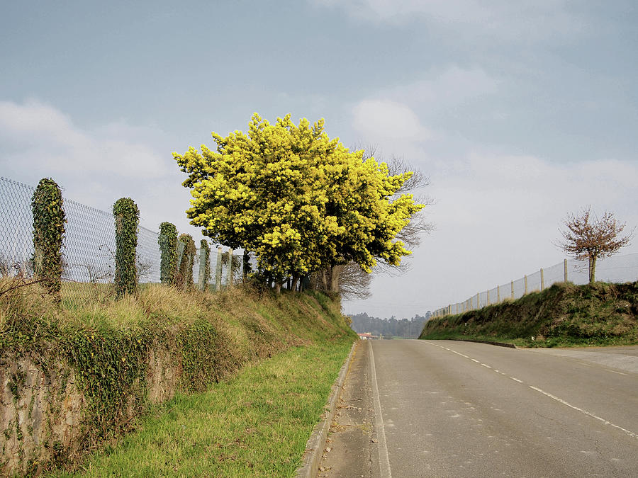 Road And Tree Photograph by Paula Sierra