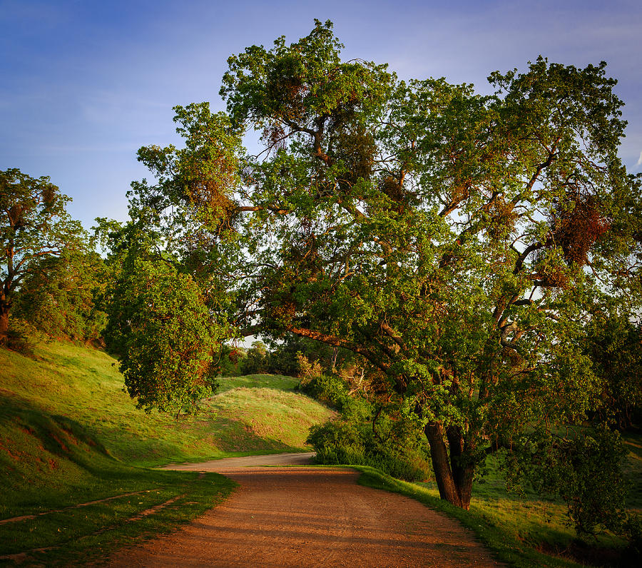Landscape Photograph - Road by the tree by Sarit Sotangkur