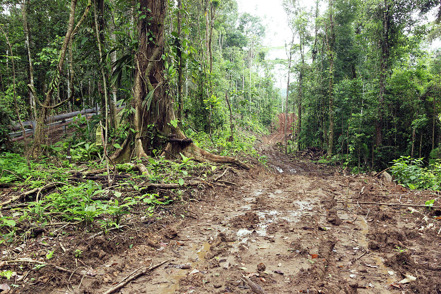 Road Construction In The Amazon Photograph by Dr Morley Read