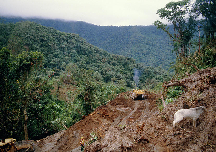 Deforestation Photograph - Road Construction Through Rainforest by Dr Morley Read/science Photo Library