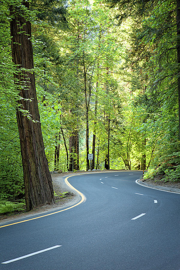 Road Curving Through A Green Forest Photograph by Alice Cahill