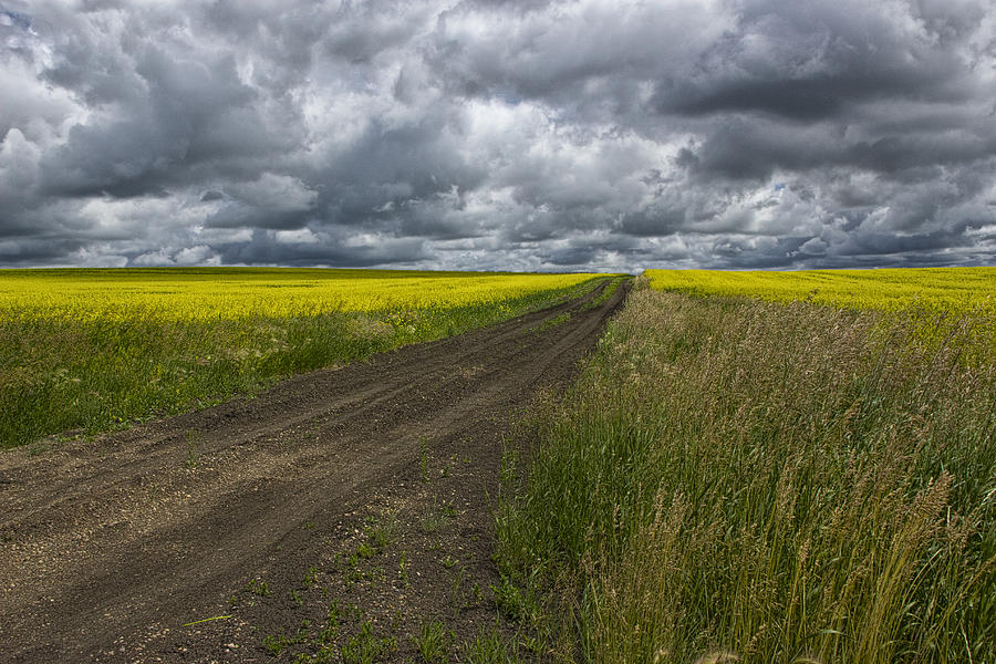 Summer Photograph - Road going through a Canola Field in Southern Alberta by Randall Nyhof