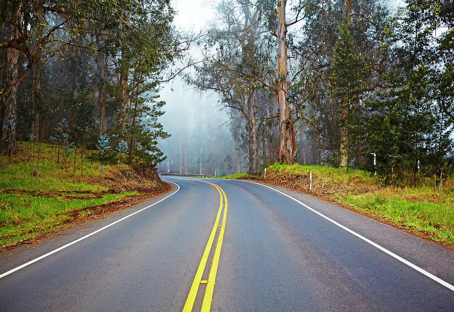 Road Going Through Forest Photograph by Allan Baxter - Fine Art America