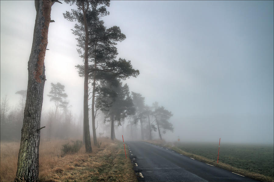 Tree Photograph - Road In Mist by EXparte SE