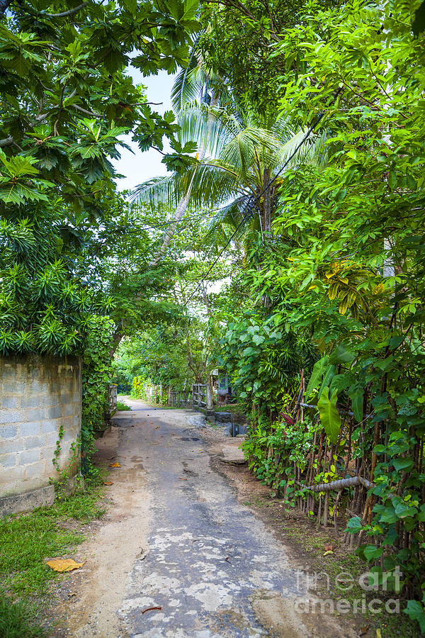 road in the Sri Lanka jungle Photograph by Gina Koch