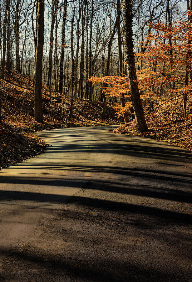 Fine-art Photograph - Road into the Woods by Diana Boyd Fine-art Photograph - Road into the Woods by Diana Boyd