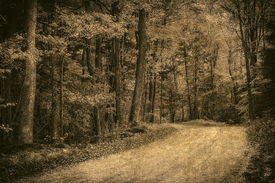 Road into the Woods Photograph by Priscilla Burgers