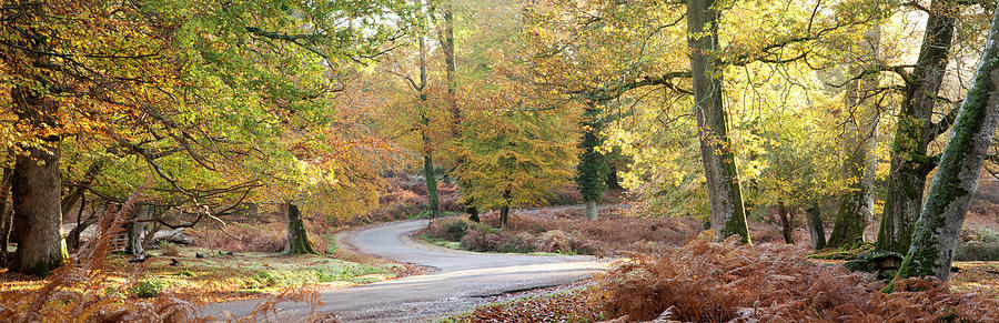 Road Leading Through Forest, Hampshire Photograph by Travelpix Ltd