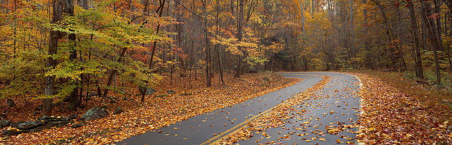 Fall Photograph - Road Passing Through Autumn Forest by Panoramic Images