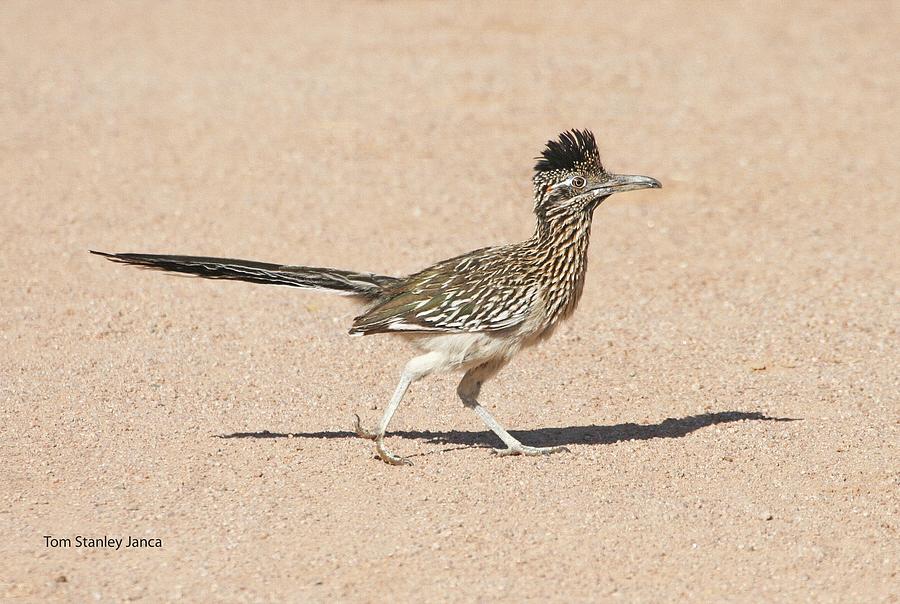 Road Runner On The Road Photograph by Tom Janca