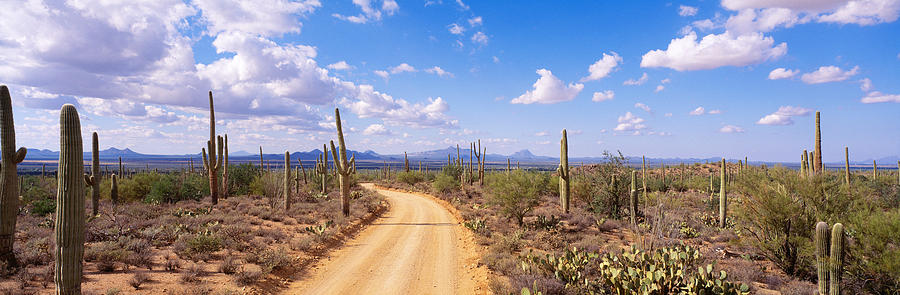 Saguaro National Park Photograph - Road, Saguaro National Park, Arizona by Panoramic Images